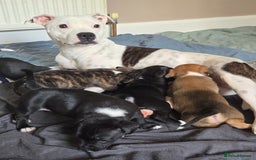 Mixed Breed dogs for sale: Staffy x Jack Russell  - Image 1