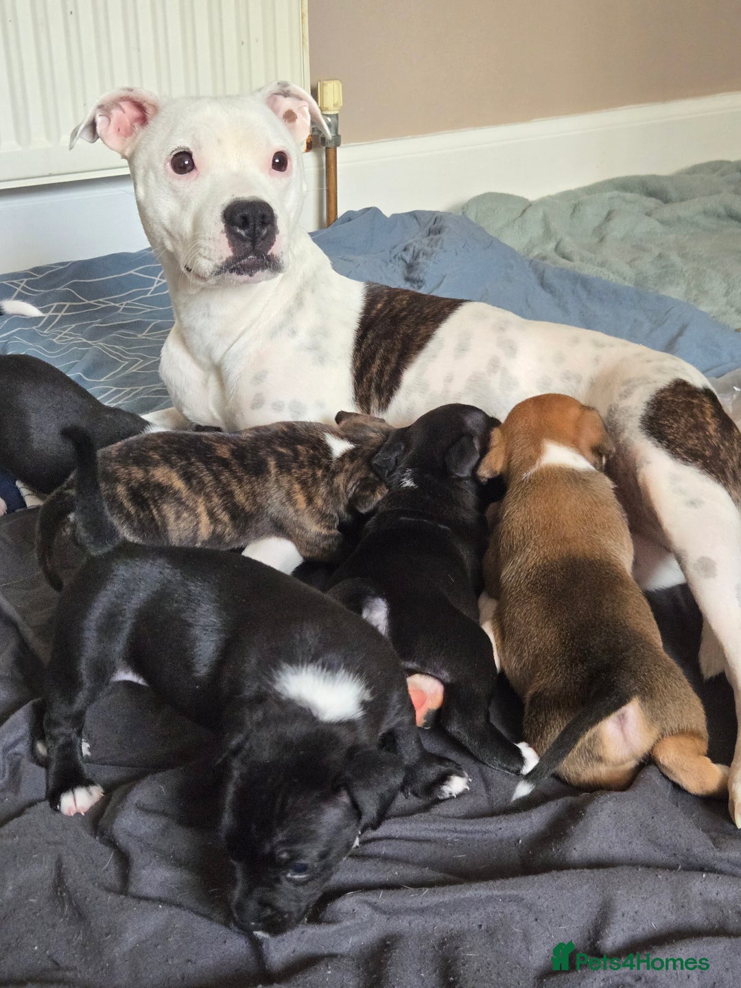 Mixed Breed dogs for sale: Staffy x Jack Russell  - Image 1