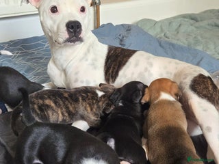 Mixed Breed dogs for sale - Advert 1