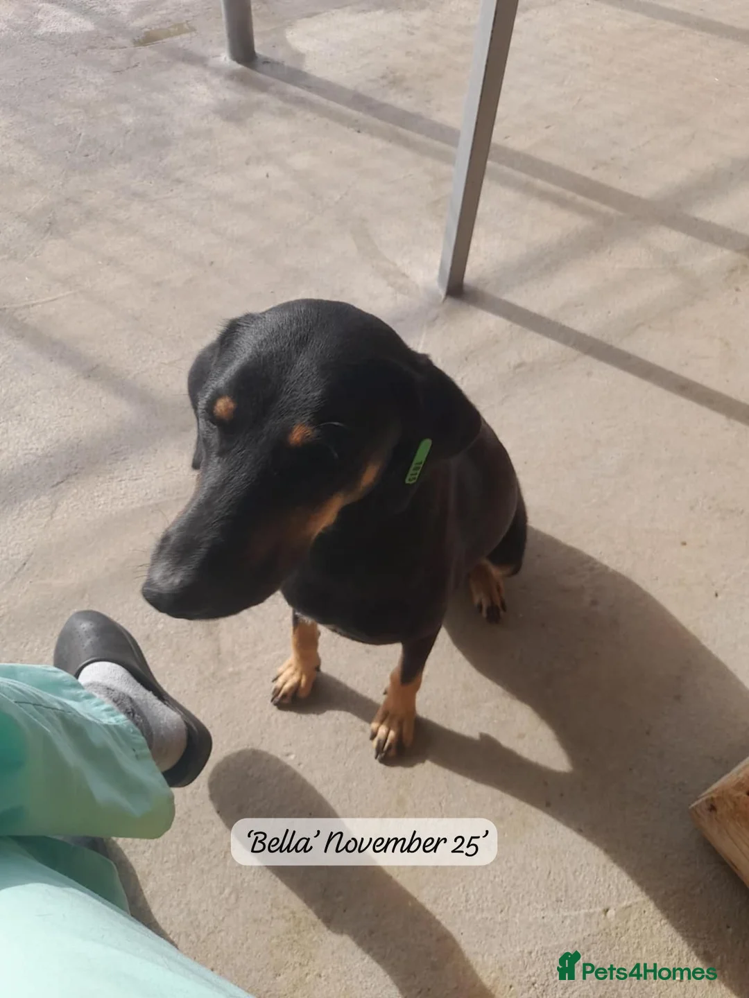 Mixed Breed dogs for adoption: Bella, 2 yrs old. Available for adoption. - Advert 6