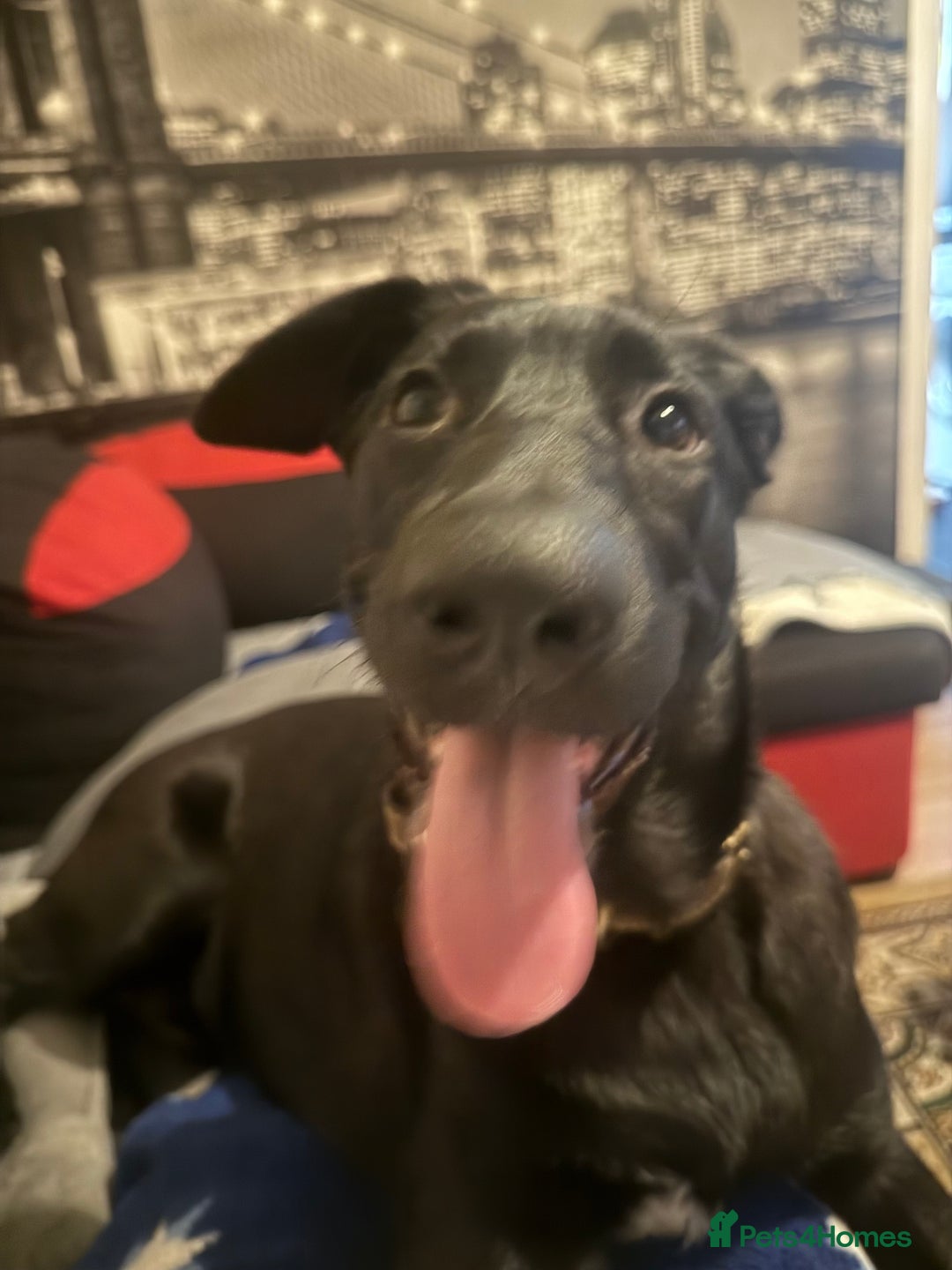 Belgian Shepherd Dog dogs for sale: For sale  - Advert 6