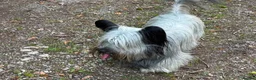 Skye Terrier dogs for sale: KC Reg Skye Terrier Cream puppies  - Advert 12