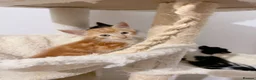 Mixed Breed cats for sale: Fiji, Ginger and white male kitten - Advert 9