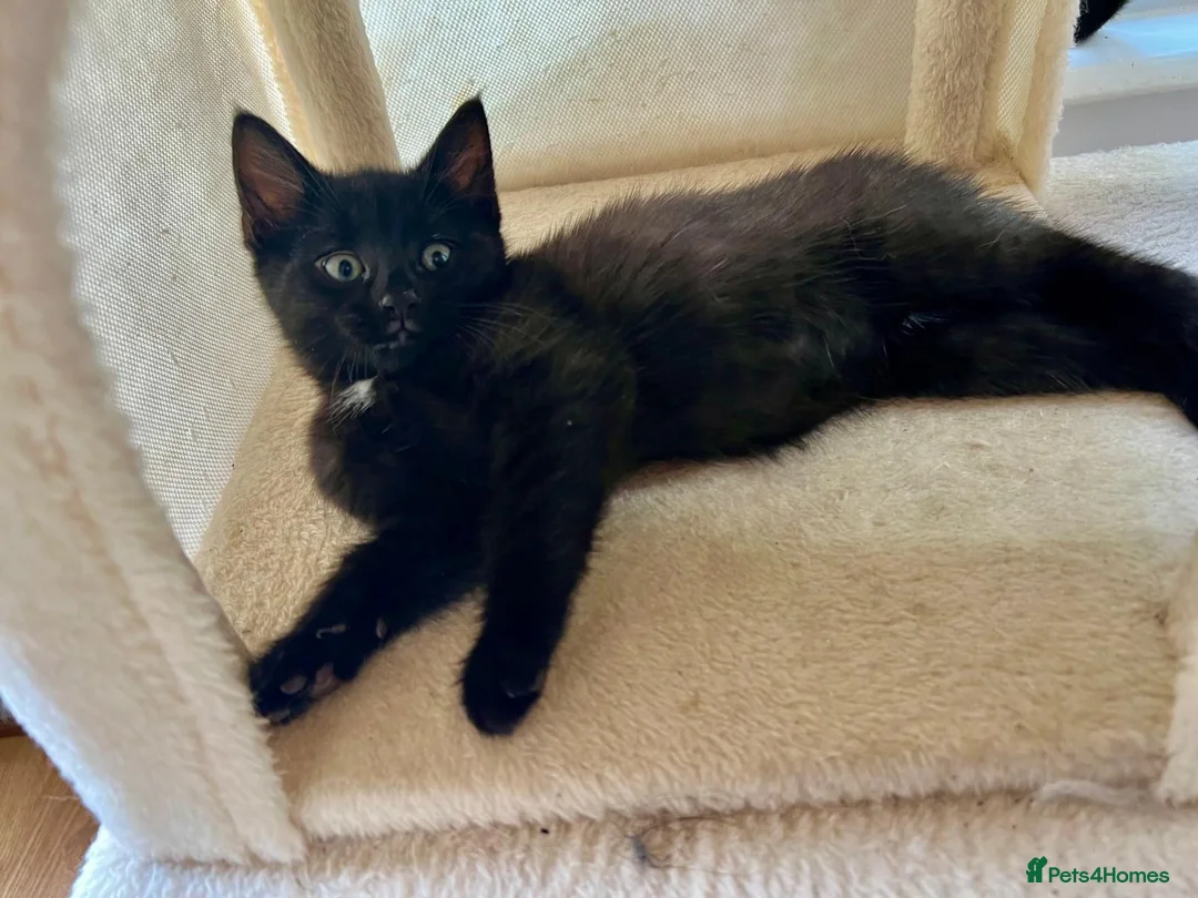 Mixed Breed cats for sale: Kittens for sale - Advert 1