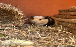 Guinea Pig rodents for sale: 3 sow Guinea pigs  - Image 4