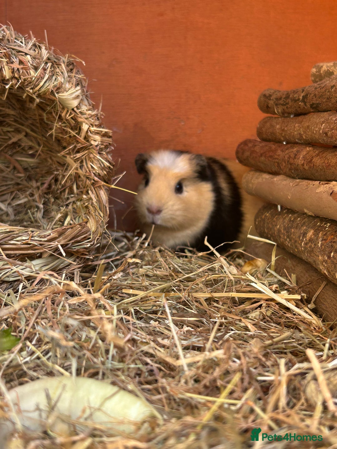 Guinea Pig rodents for sale: 3 sow Guinea pigs  - Image 4