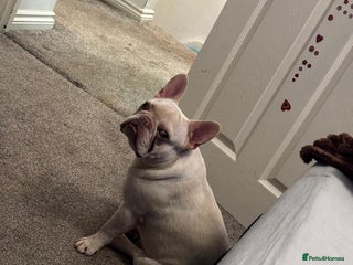 French Bulldog dogs - Advert 34