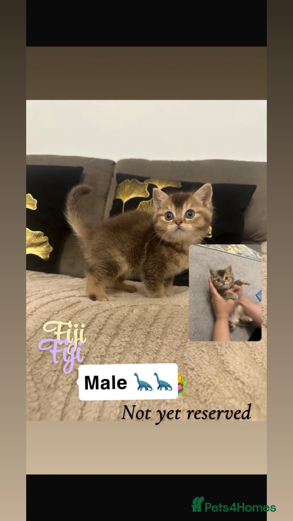 British Shorthair cats Golden/brown special bsh - Advert 2