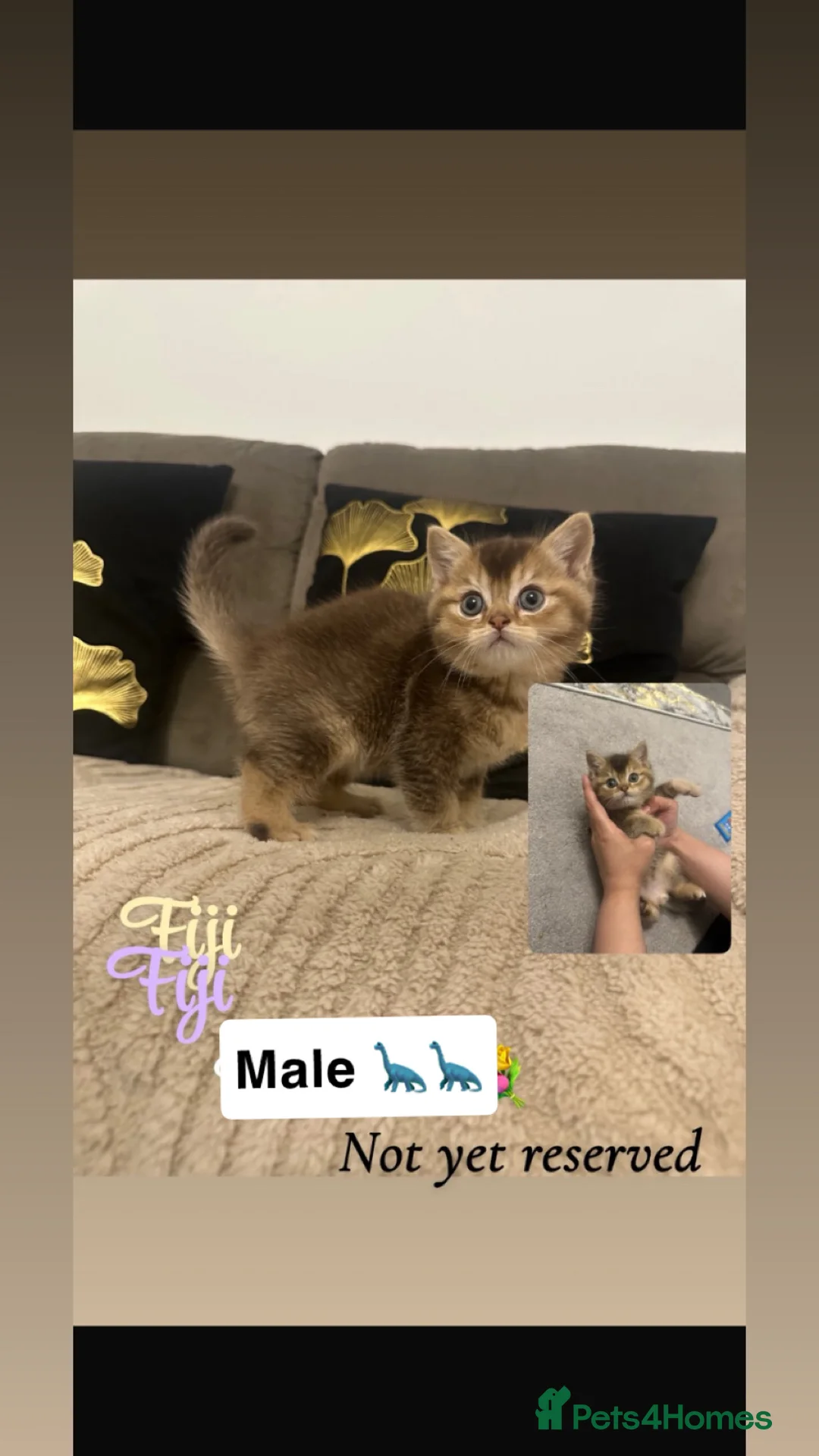 British Shorthair cats for sale: Golden/brown special bsh - Advert 1