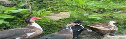 Ducks poultry for sale: Muscovies Varying Ages 20 Ducks 6 Drakes  - Advert 7