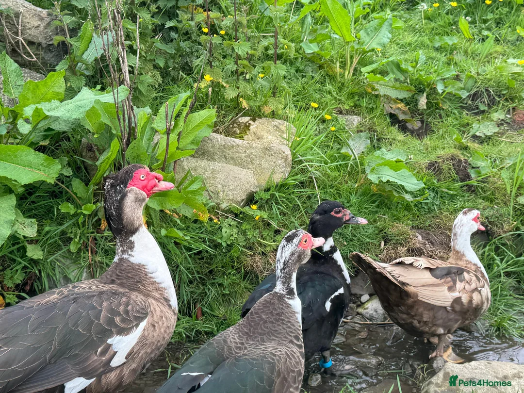 Ducks poultry for sale: Muscovies Varying Ages 20 Ducks 6 Drakes  - Advert 7