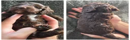 Cockapoo dogs for sale: F1 Chocolate Cockapoos. DNA Health Tested - Advert 6