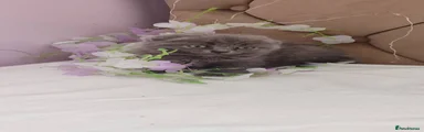 Scottish Fold Kitten 3