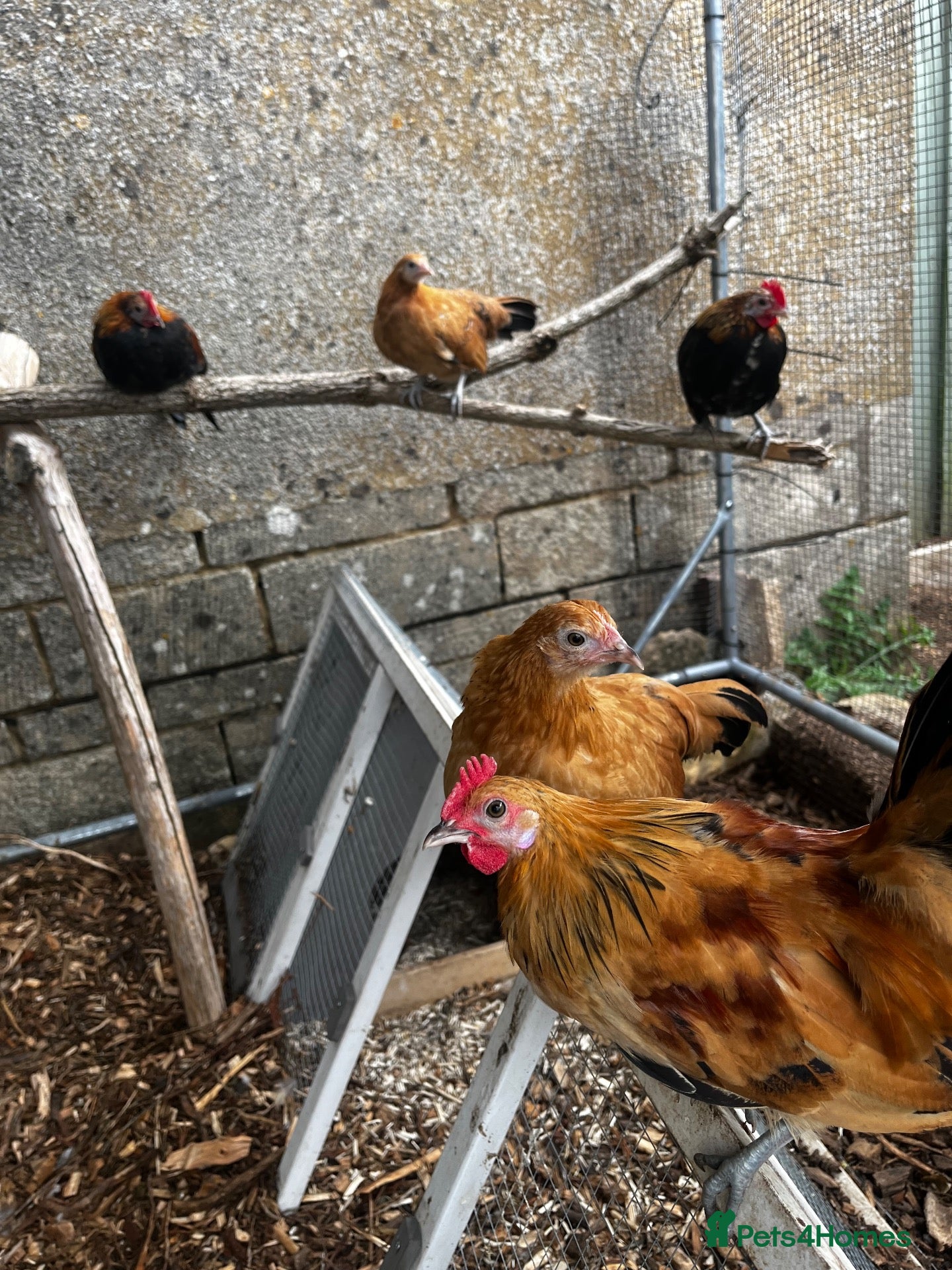 Chickens poultry Very Tame Dutch Bantams - Advert 2