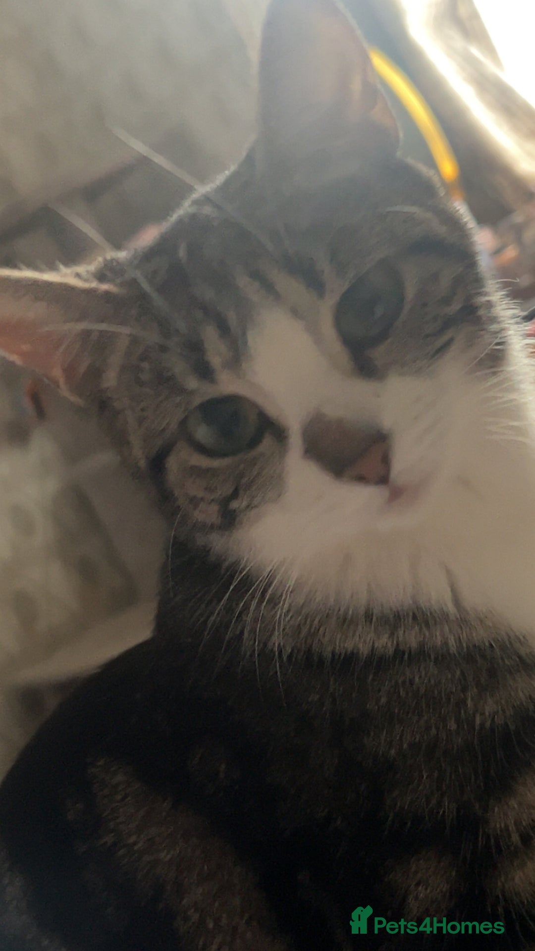 American Wirehair cats for sale: Three Kittens Looking for Good Homes 🐾 - Advert 9