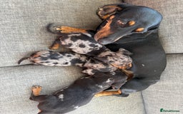 Dachshund dogs for sale: 3 dapple dachshund boys  - Image 3