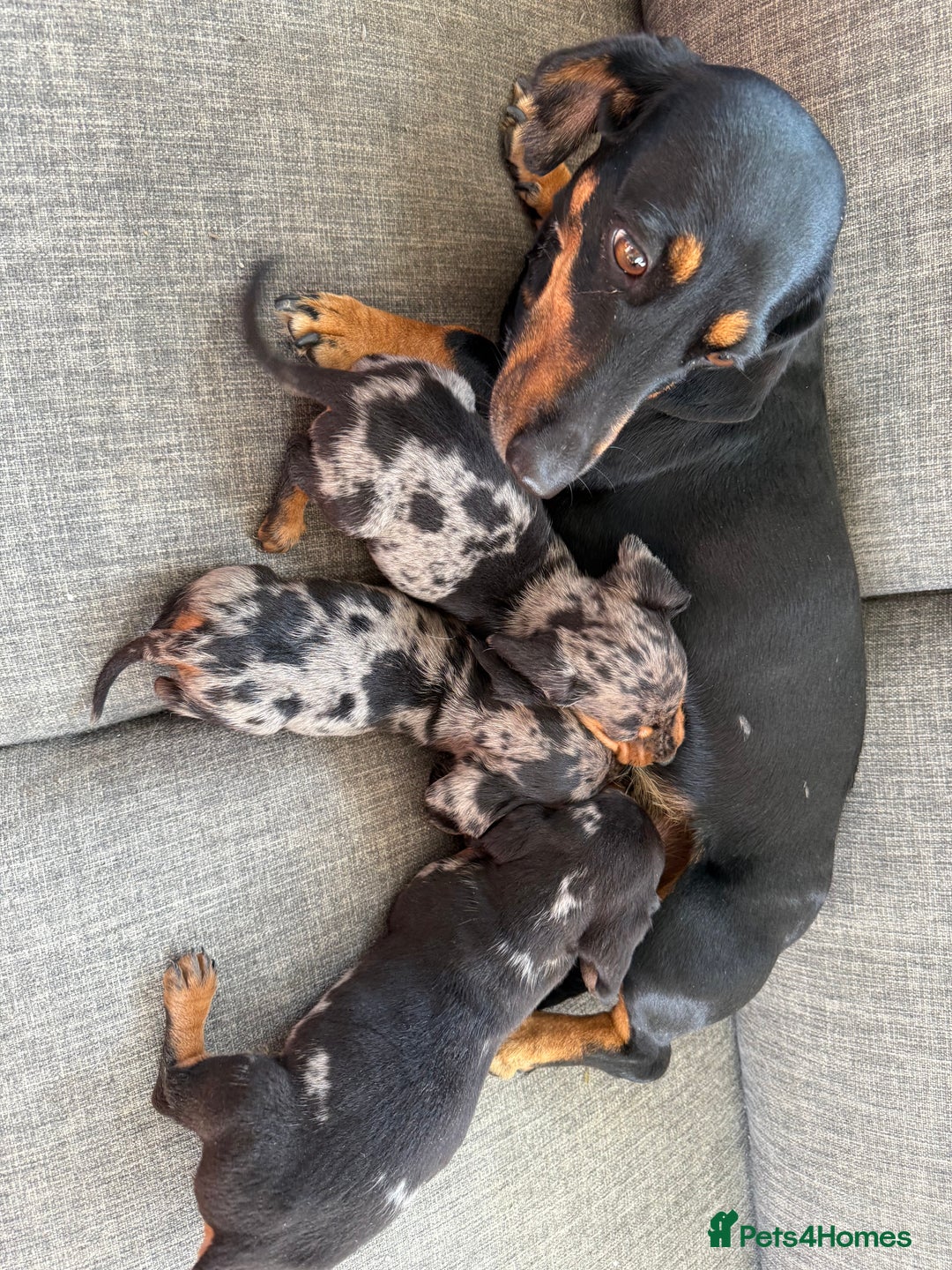 Dachshund dogs for sale: 3 dapple dachshund boys  - Image 3