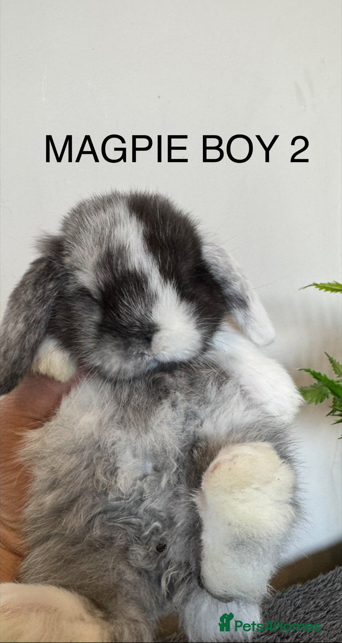 Mini Lop rabbits ☀️MAGPIE MINI LOPS☀️ - Advert 2
