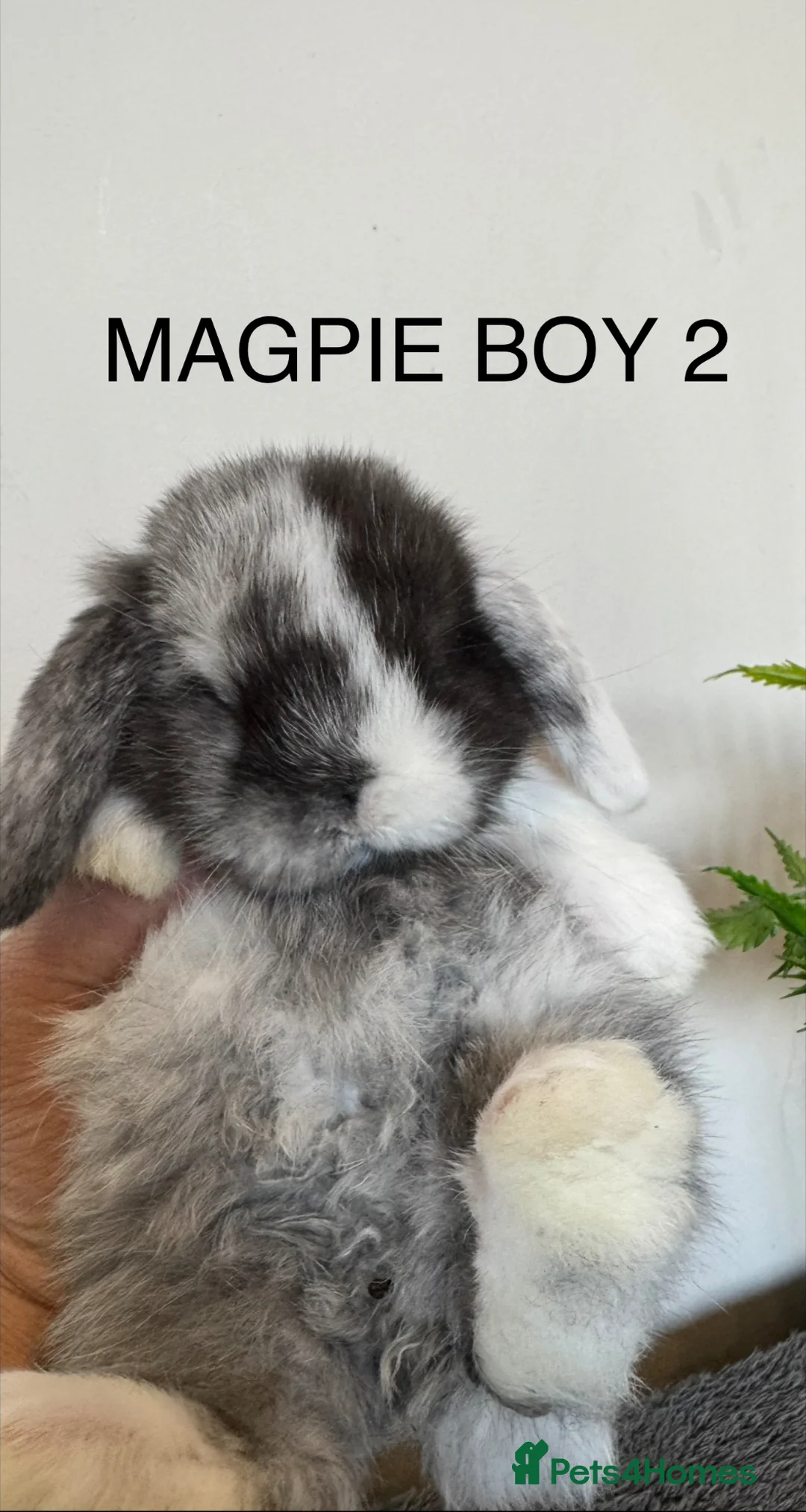 Mini Lop rabbits for sale: ☀️MAGPIE MINI LOPS☀️ - Advert 2