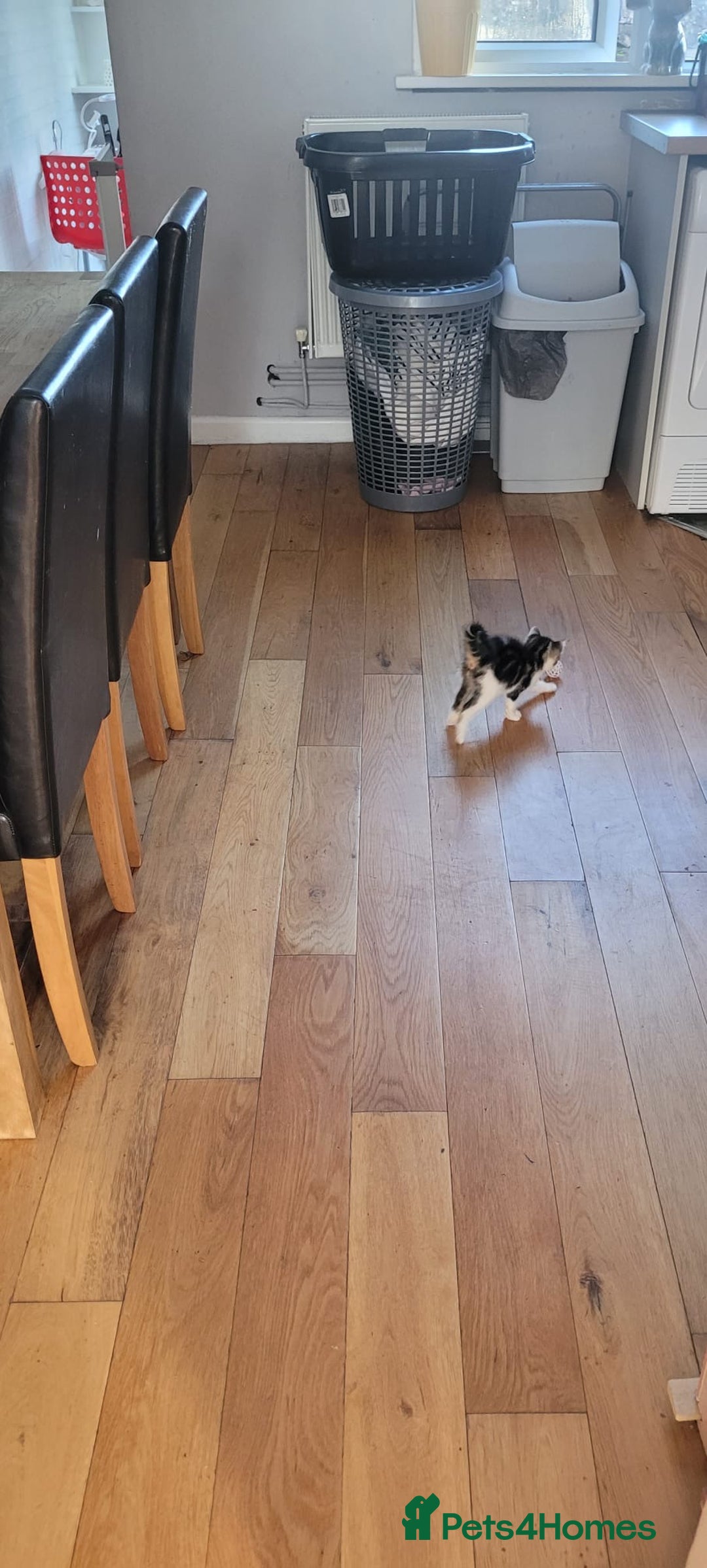 Mixed Breed cats for sale: Kitten  - Image 5