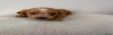Cocker Spaniel 4