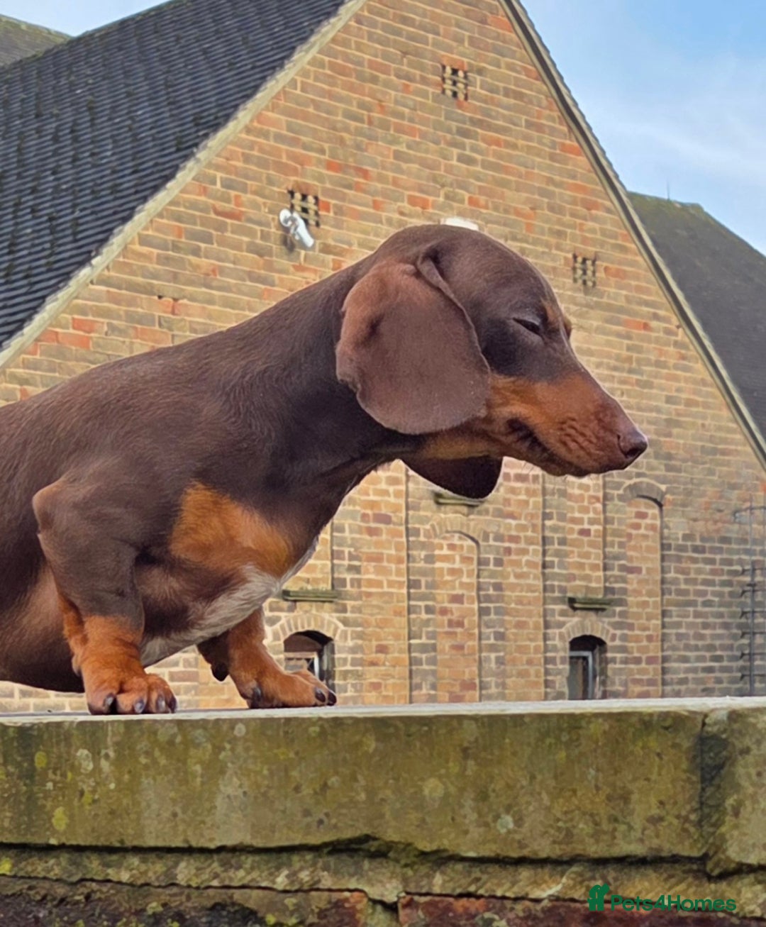 Miniature Dachshund dogs for stud: Choc & Tan carrying blue & piedball Mini Stud - Advert 4