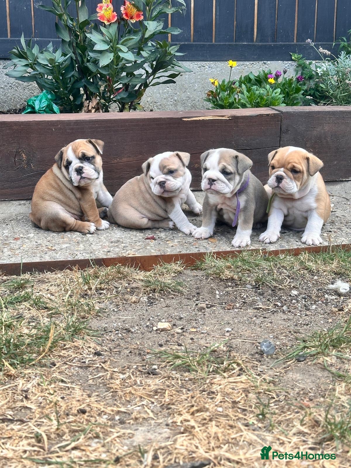 English Bulldog dogs ADORABLE ENGLISH BULLDOG PUPPIES! 🩵🩷 - Advert 3