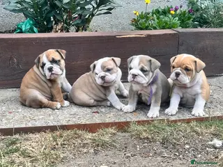 English Bulldog dogs ADORABLE ENGLISH BULLDOG PUPPIES! 🩵🩷 - Advert 3