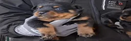 Rottweiler dogs for sale: High-Energy Hearts in Strong Little Bodies in Dundee - Advert 3