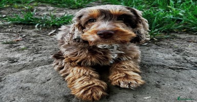 Cockapoo dogs - Advert 2