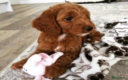Cockapoo dogs for sale: 3 Stunning Dark Red Cockapoo Puppies - Image 32