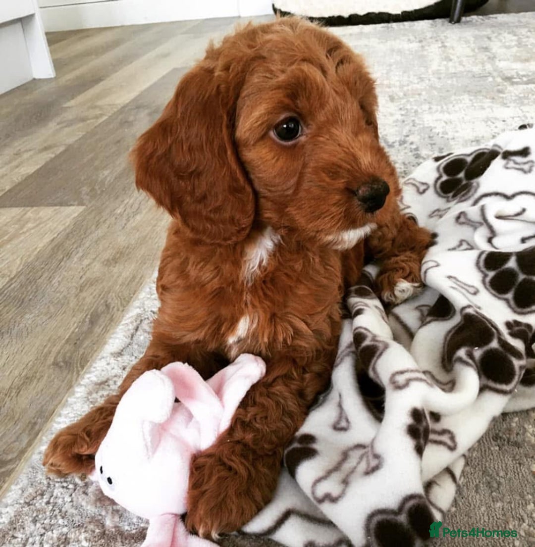 Cockapoo dogs for sale: 3 Stunning Dark Red Cockapoo Puppies - Image 32