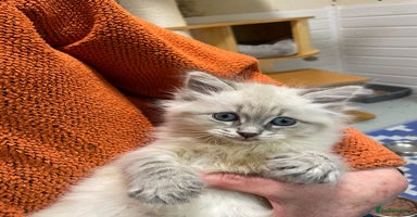 Siberian cats - Advert 15