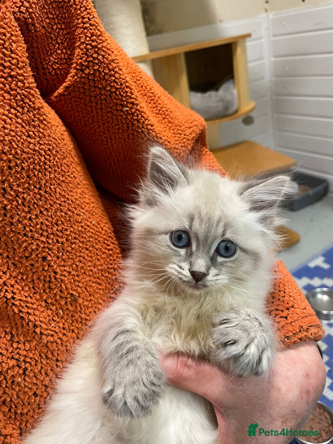 Siberian cats for sale: Tica registered kittens - Image 3