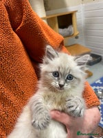 Siberian cats - Advert 4