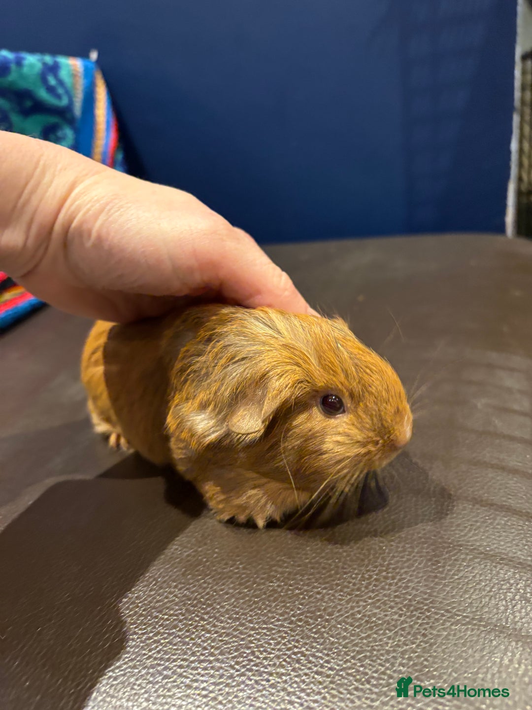 Guinea Pig rodents for sale: Baby Guineas  - Advert 7