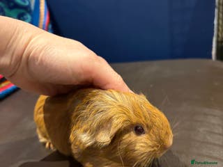 Guinea Pig rodents Baby Guineas - Advert 16