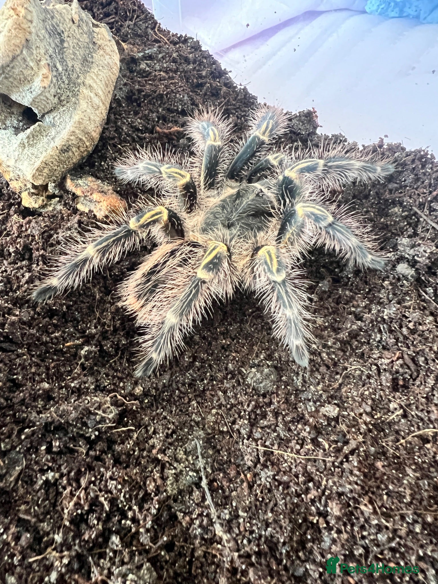 Tarantulas invertebrates X3 tarantula’s - Advert 11