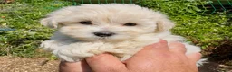 Maltipoo dogs for sale: Stunning Teddy Bear Toy Maltipoo Puppies  - Advert 18