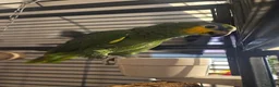Parrots birds for sale: Africian orange winged parrot  - Advert 5