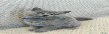  Kitten 1 - blue collar boy