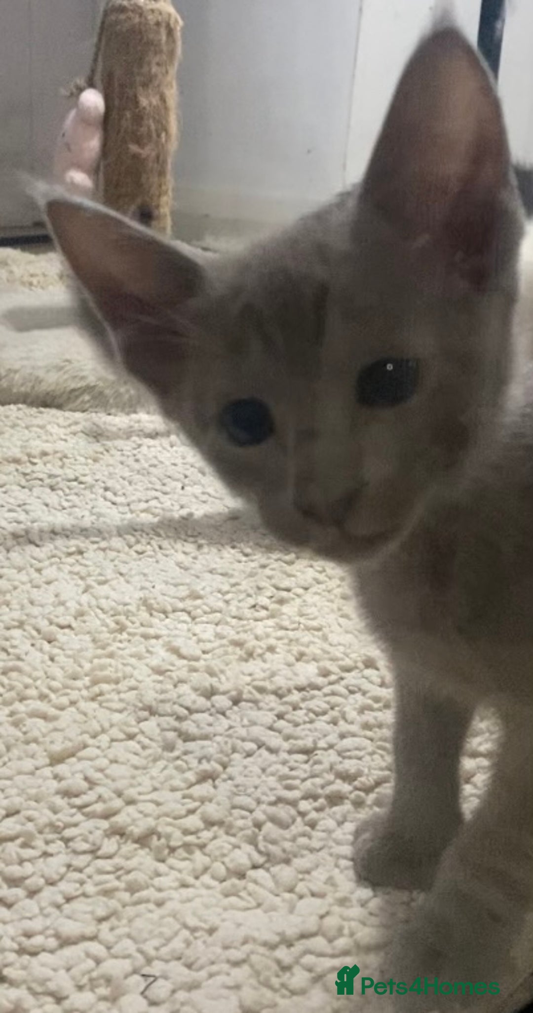 Oriental cats for sale: Oriental kittens  - Advert 39