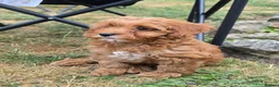 Cavapoo dogs for sale: Adorable litter of Cavapoos *READY NOW* - Advert 9