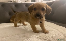 Jack Russell dogs for sale: Jack Russell puppies for sale.  - Image 10