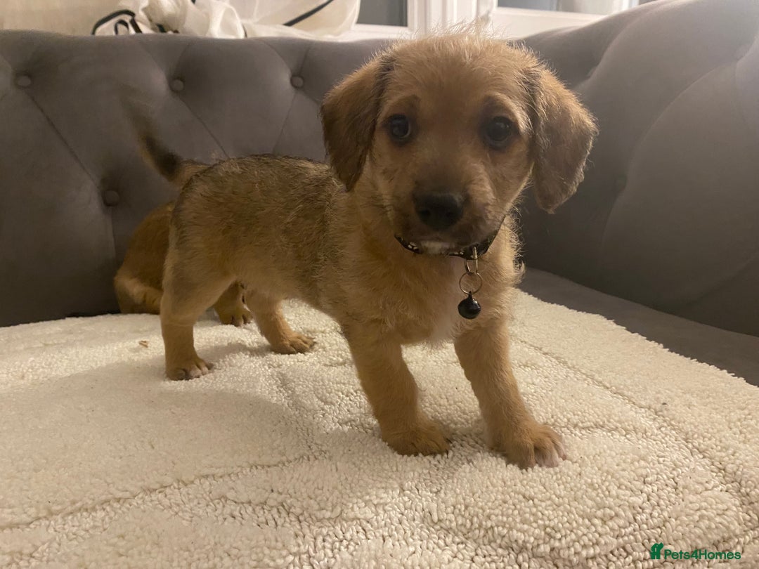 Jack Russell dogs for sale: Jack Russell puppies for sale.  - Image 10