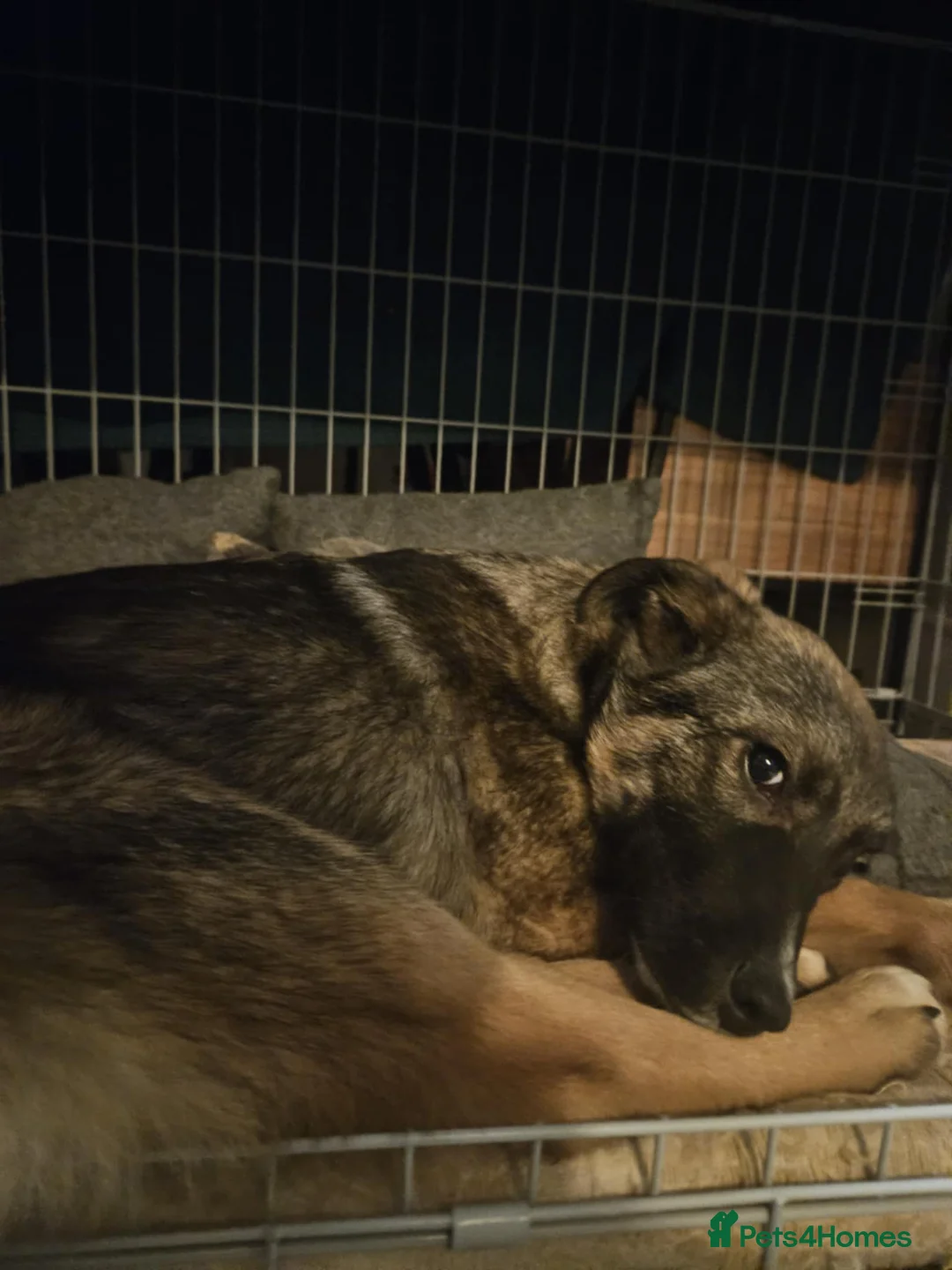 Mixed Breed dogs for adoption: Cute Colby for Adoption!  - Advert 5