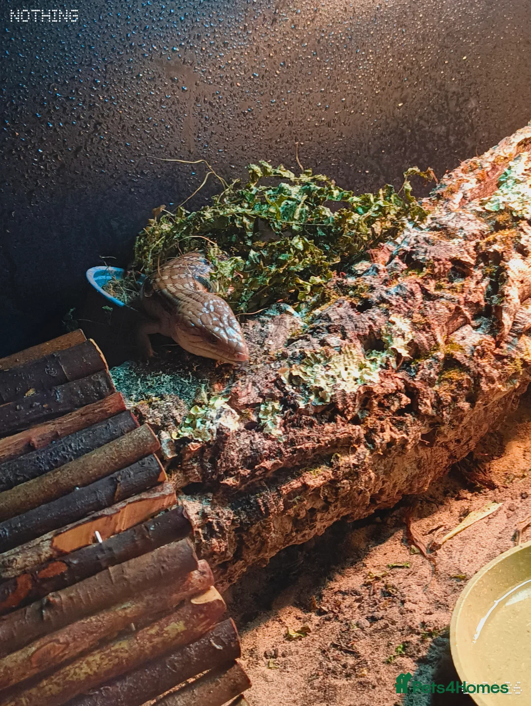 Skink reptiles for sale: Blue tongue skink  with 4x2x2 set up  in Stoke-on-Trent - Advert 4