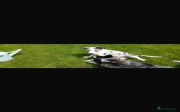 Welsh Collie dogs for sale: Stunning Collie Pups - Image 9