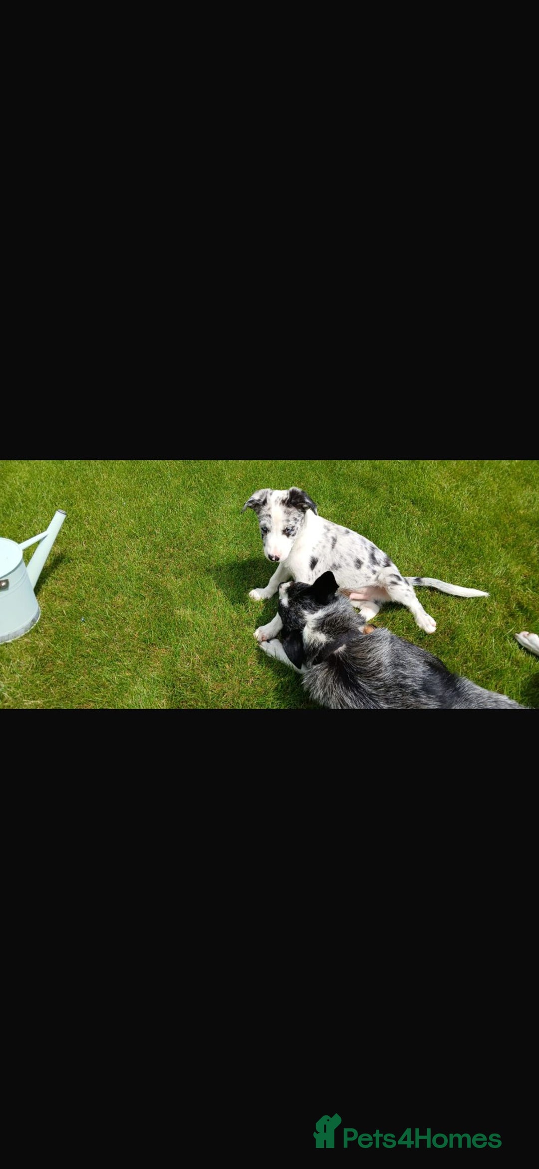 Welsh Collie dogs for sale: Stunning Collie Pups - Image 9