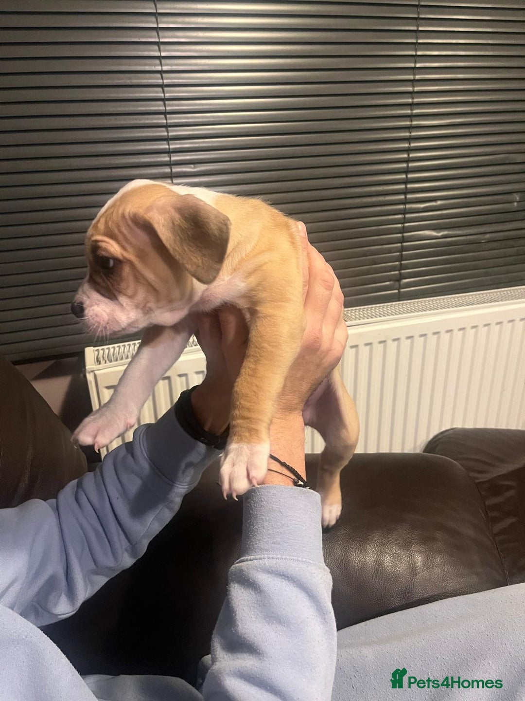 Mixed Breed dogs for sale: Boxer/Staff/Cane Corso Puppies for Sale - Advert 6